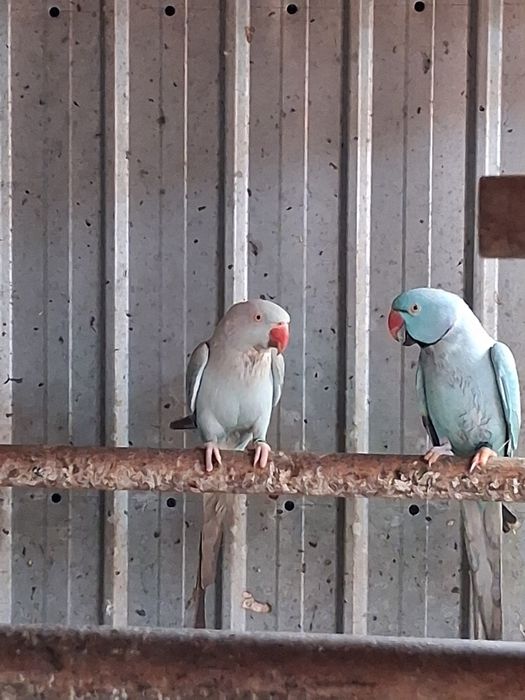 Papagali micul alexandru