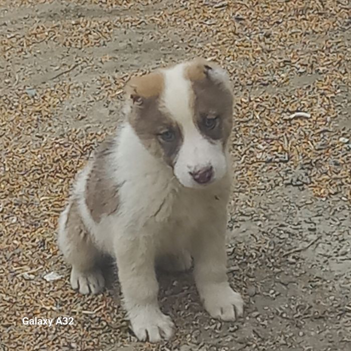чупон ит эркаг 40кунли
