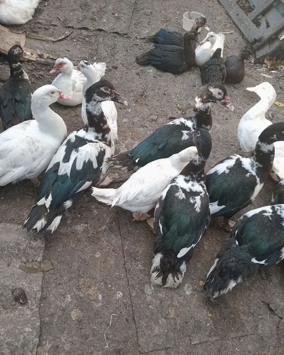 Продам индауток  на развод