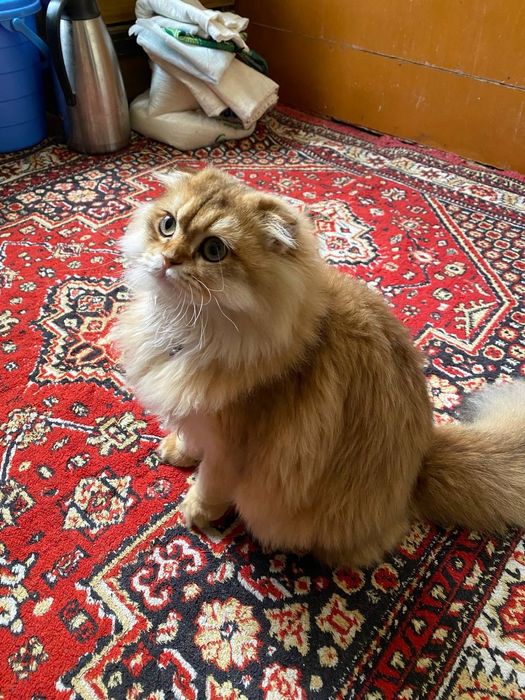 Скоттиш      фолд