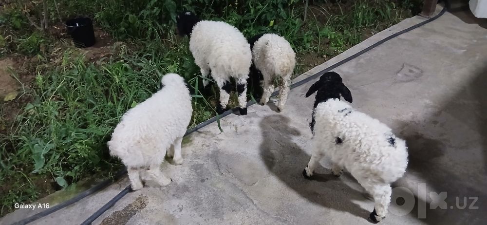 Qoʻzichoqla sotiladi. Oq qora 3 ta, bittasi kotta qogani kichkina