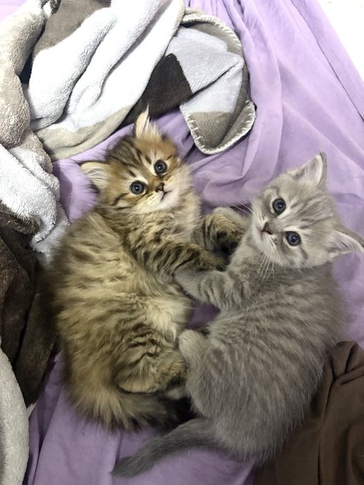 Шотландские котята