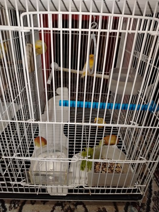 Продаётся птицы.