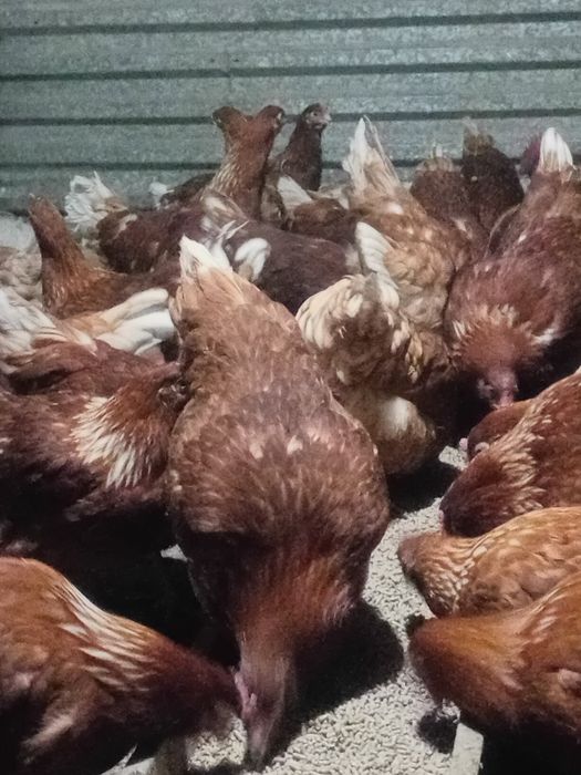 Продаётся куры молотки