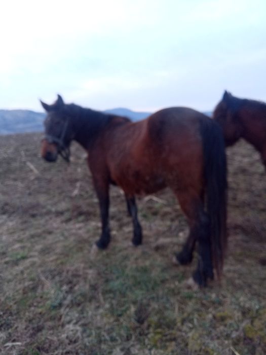 Vând iapa rosie gestanta