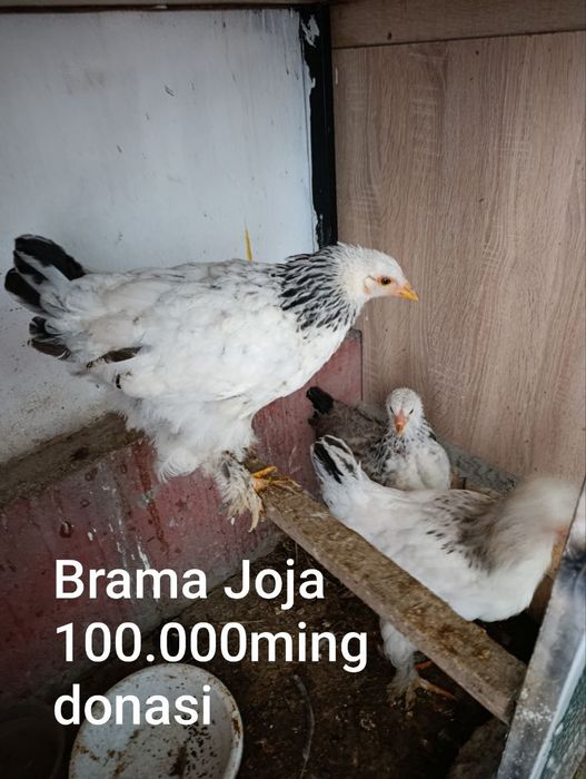 Продаются домашние курицы