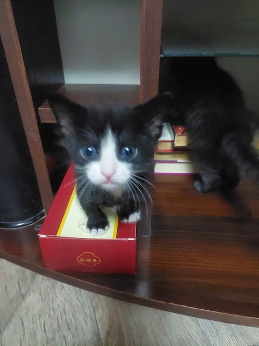 Отдам котят в добрые руки