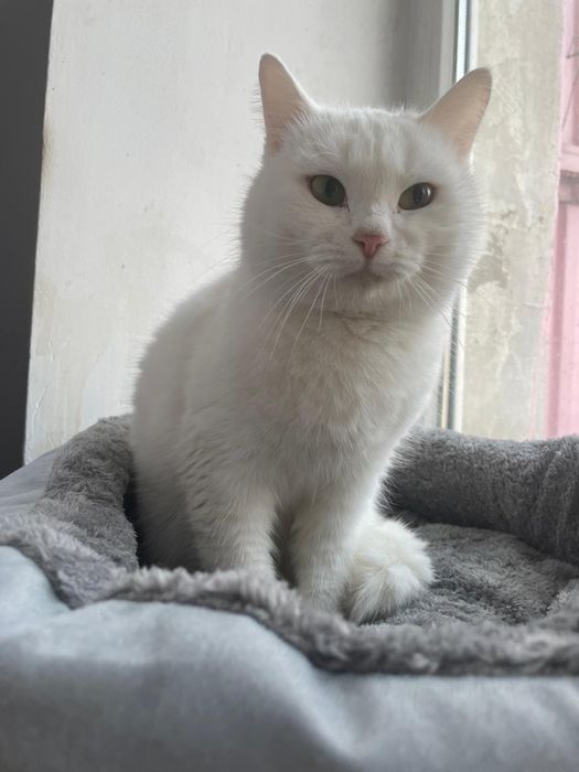 Бесплатно кошечка