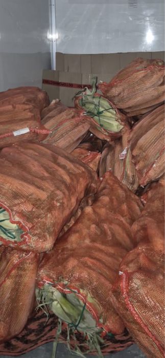 Продам кукурузу по 250 тенге