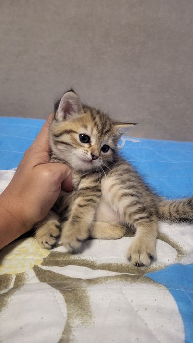 Продам котят прямоухие
