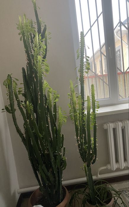 Комнатное растение