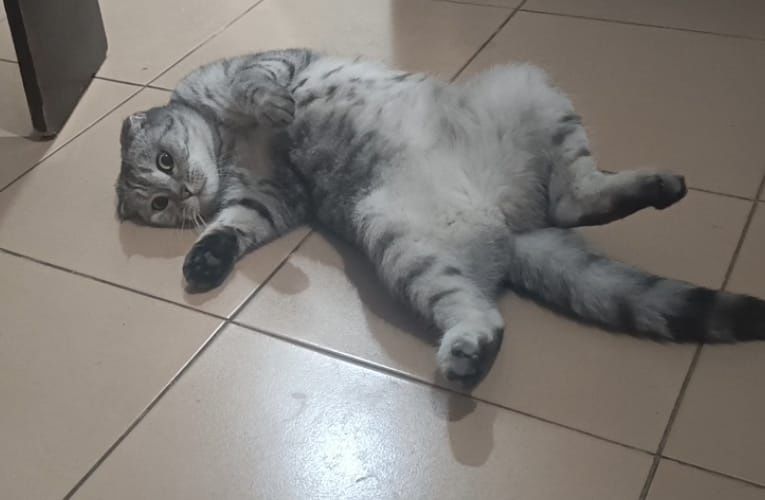 В добрые руки ласковую кошку