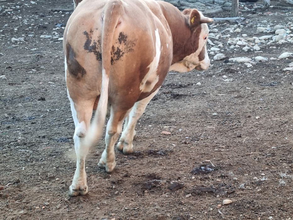 Tauri si vaci de vinzare