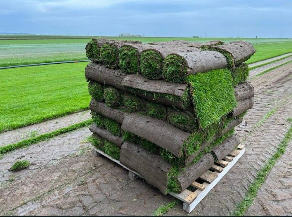 Gazon rulou sau rustic