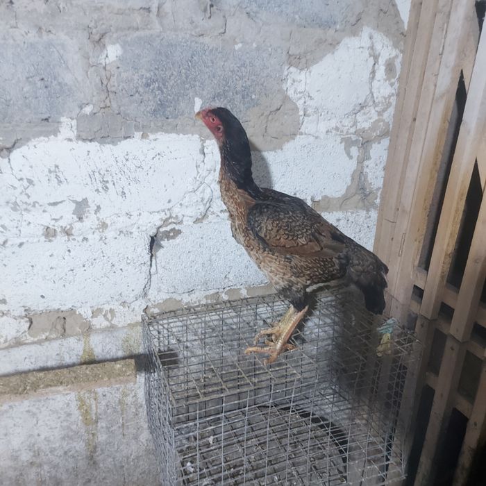 Корейц курочка 1год ноги квадрат