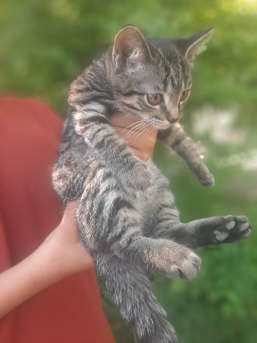 Котёнок  возраст 3месяца в добрые руки