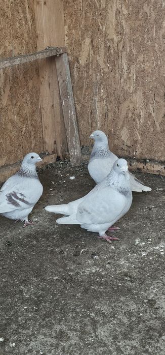 Porumbei standard si voiajori