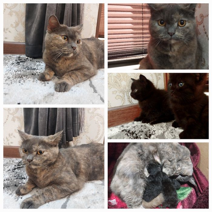 Skotish strayt mushuk sotiladi bolalari bilan 2 ta bolasi qiz  o'g'il