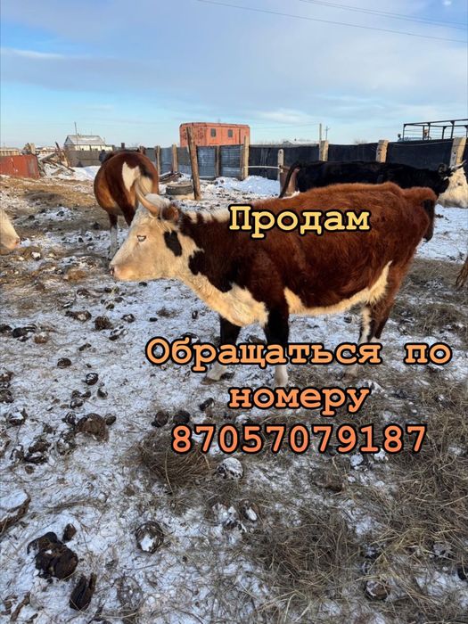 Продам коров стельных