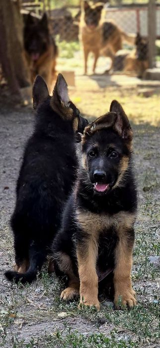 Чистокръвни немски овчарки на три месеца