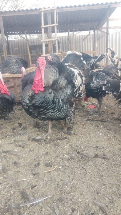 Гибрид индюк доставка бар