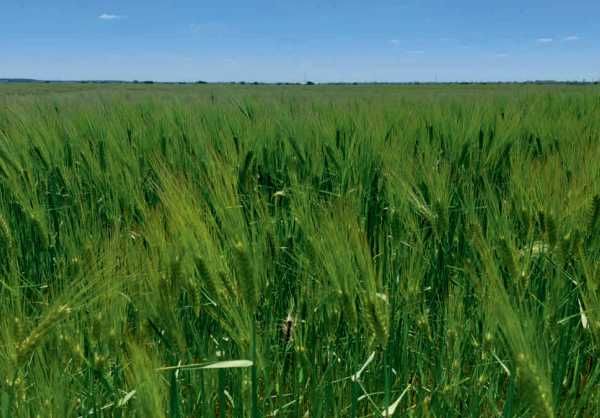 Samanta orzoaica primavara ESCALENA, soi semitardiv, intensiv