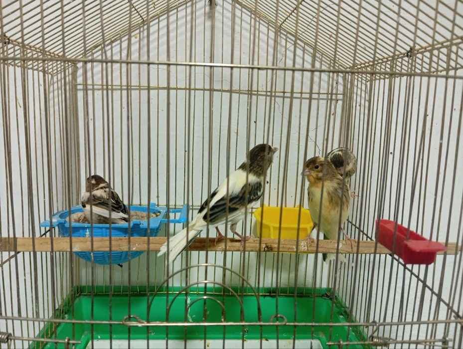 Obmen qilaman 3 oyli maladoy narla