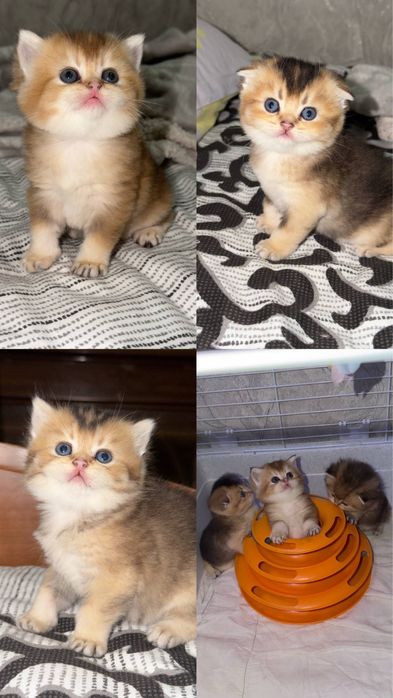 Golden chinchilla