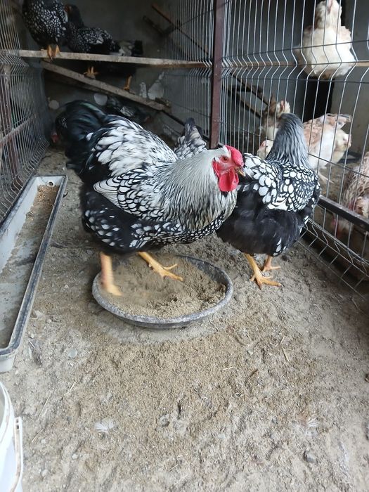 Oua  de Faverolles  Somon și Wyandotte  Argintiu u