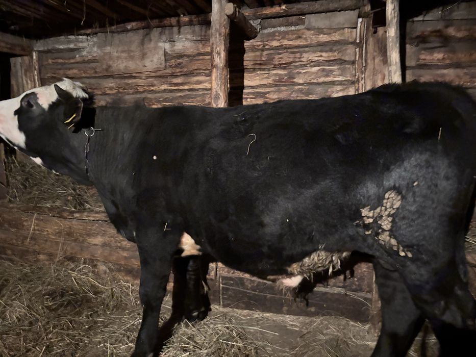 Продам бычков стоит на откорме