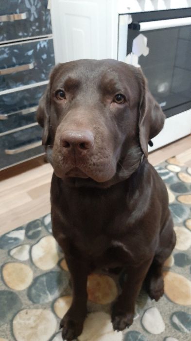 Вязка собаки лабрадор