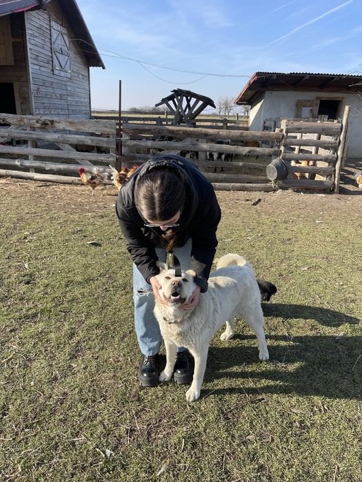 Pet sitting și cazare temporară pentru câini și pisici