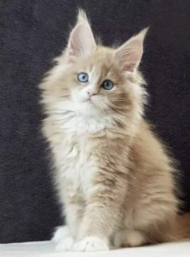 Мейн кун котята.