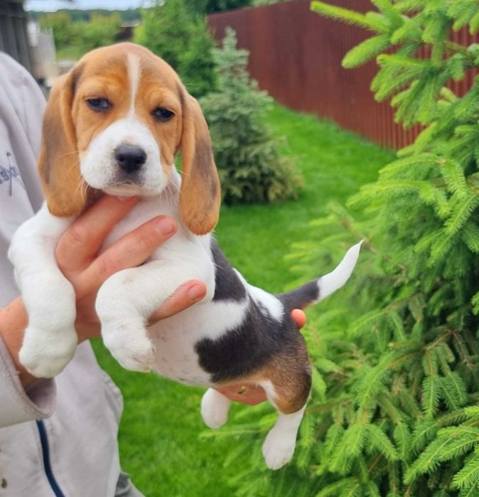 Pui Beagle Pedigree