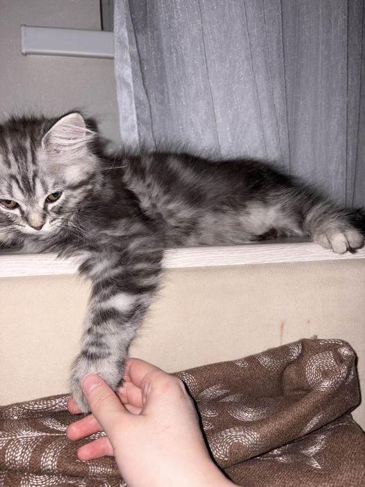 Котик продается, Сибирский