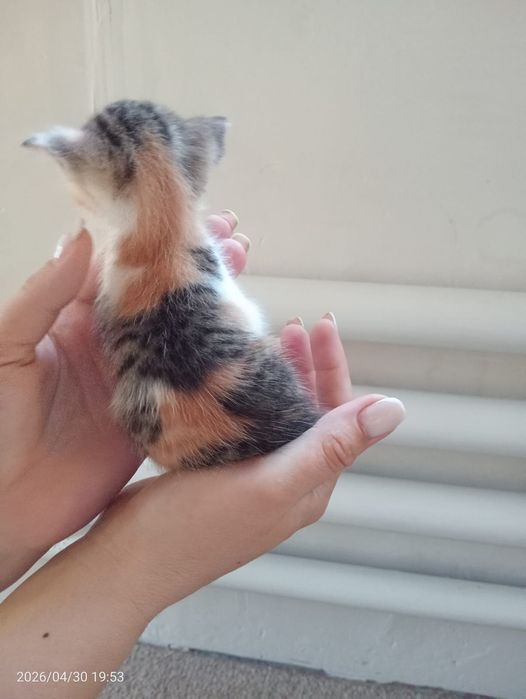 Отдам котят в добрые руки