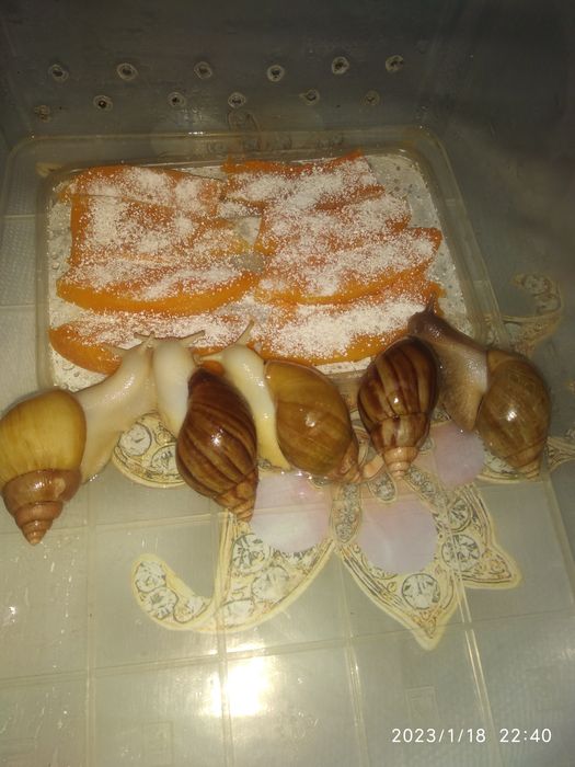 Улитки ахатина африканские