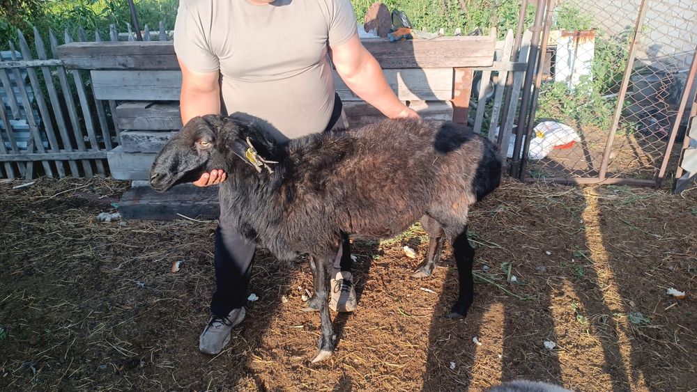 Продам кошкара !