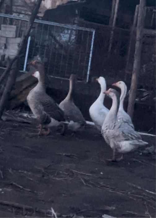 Rate mute, rate romanesti si gaste