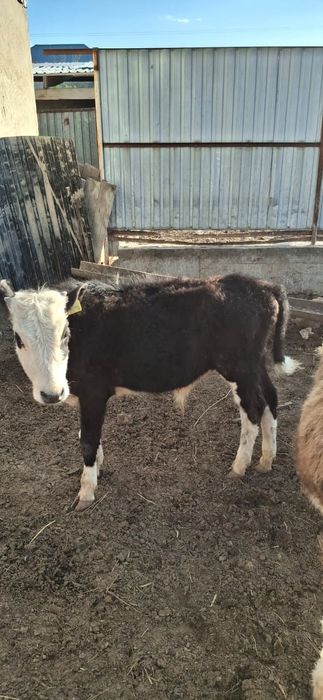 Баспақтар сатылады