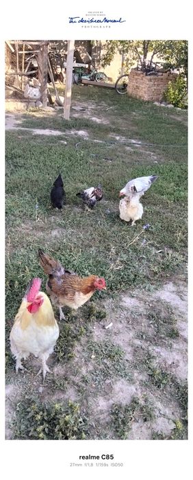 Домашние животные