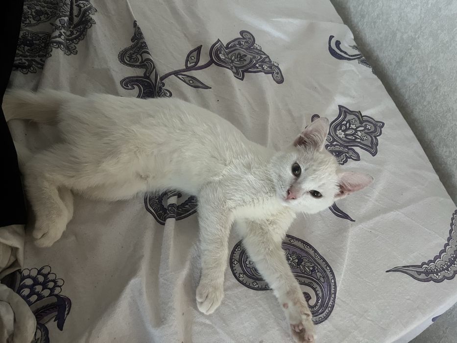 Котенок белая милая