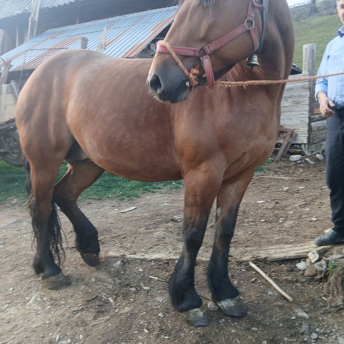 Vând iapă de 5 ani