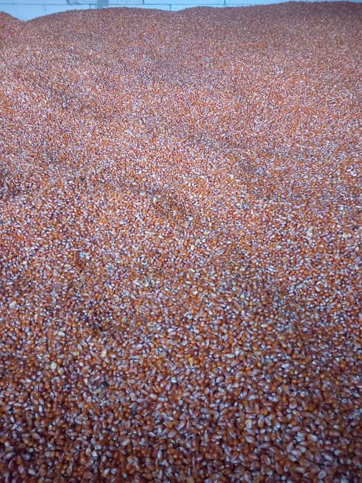 Vând grăunte sticlos  de mămăligă