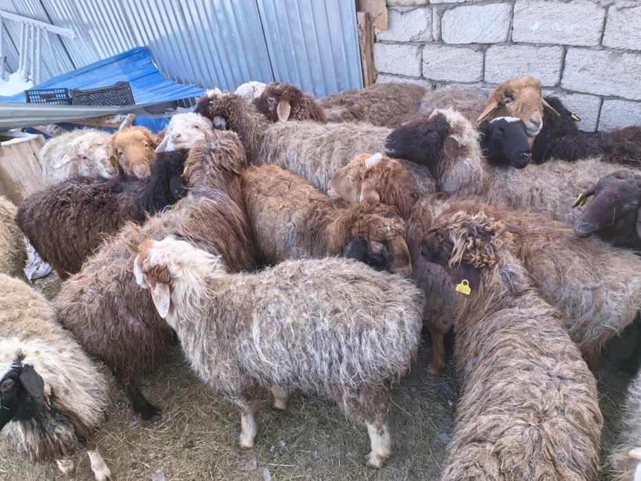 Койлар сатыладыы