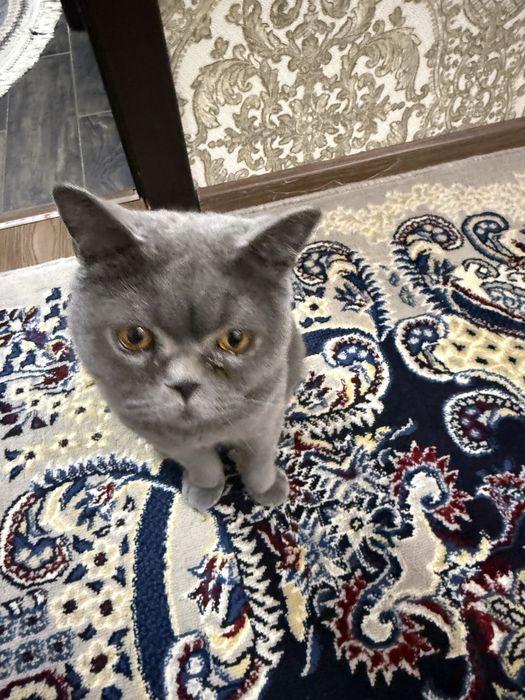 1 ёшда ранги серий