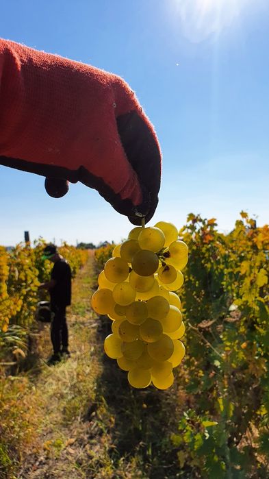 Must Riesling 2026