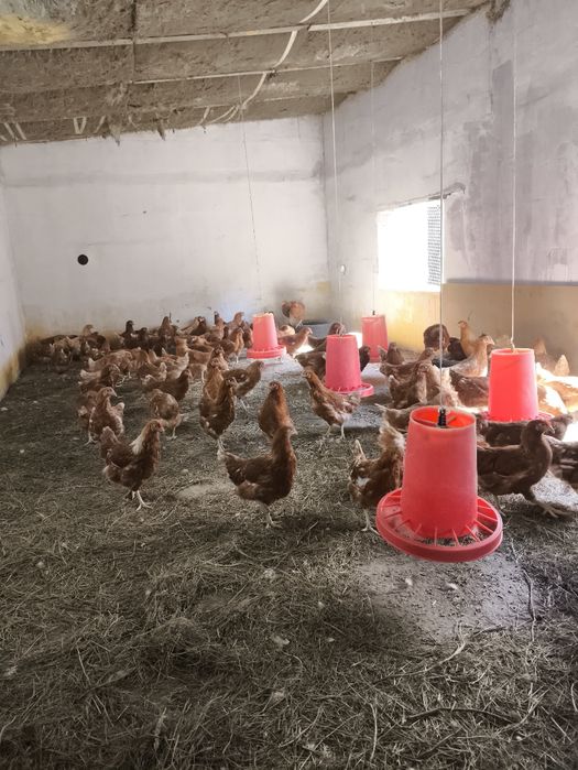 Ломан Браун цена 3350тг