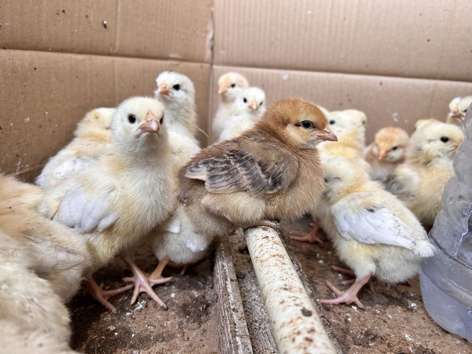 Цыплята смесь адлер