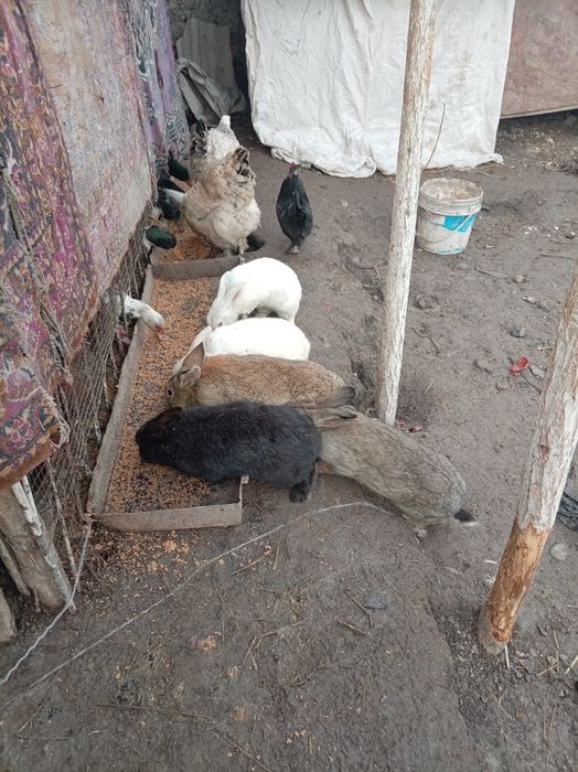 Ordak quyonla sotiladi